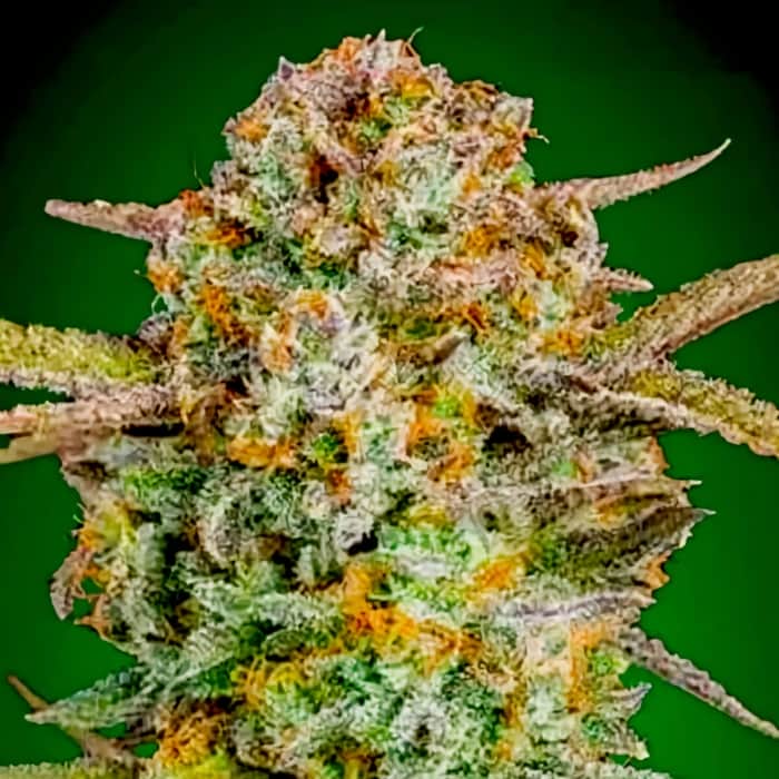 AUTO BRUCE BANNER XXL (Advanced Seeds) Semilla de marihuana potente y muy productiva.