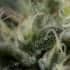 SAPPHIRE OG (Humboldt Seeds) Semillas de marihuana.