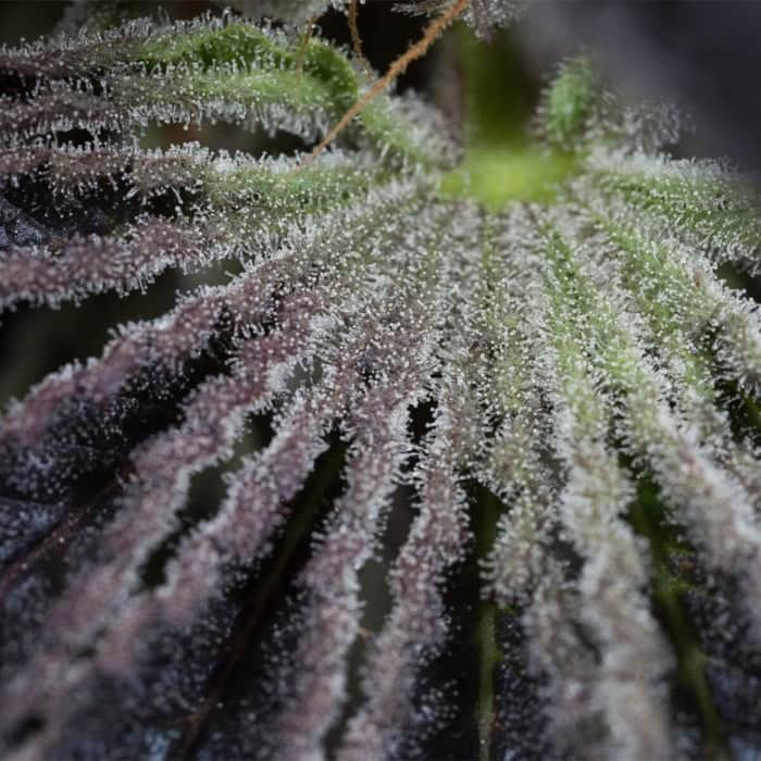 SAPPHIRE OG (Humboldt Seeds) Semillas de marihuana.