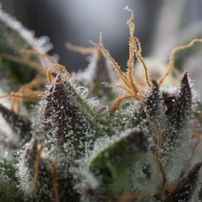 SAPPHIRE OG (Humboldt Seeds) Semillas de marihuana.