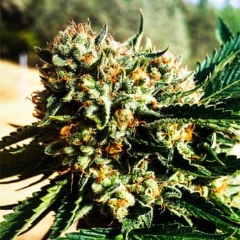 SAPPHIRE OG (Humboldt Seeds) Semillas de marihuana.