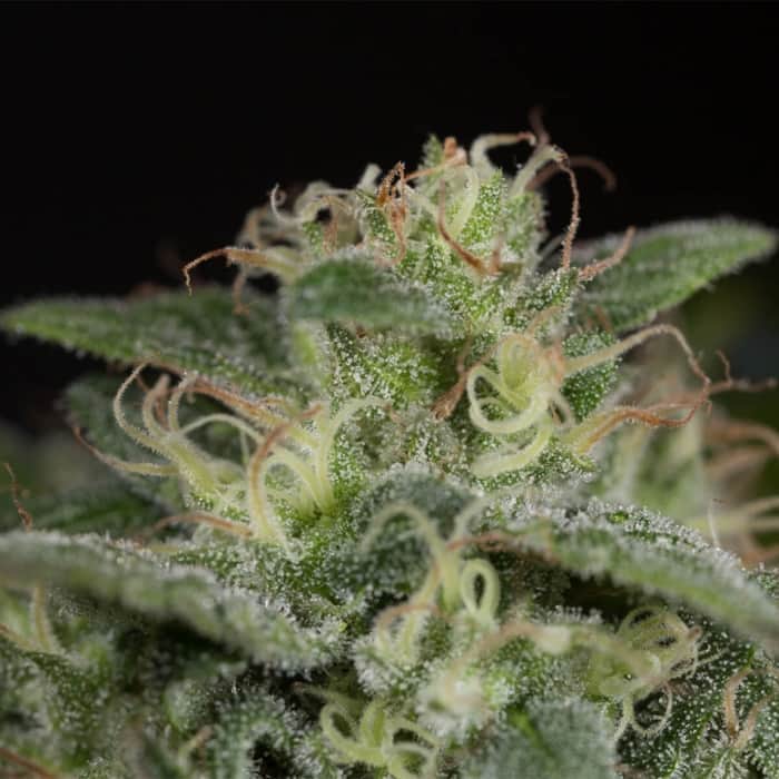 SAPPHIRE OG (Humboldt Seeds) Semillas de marihuana.