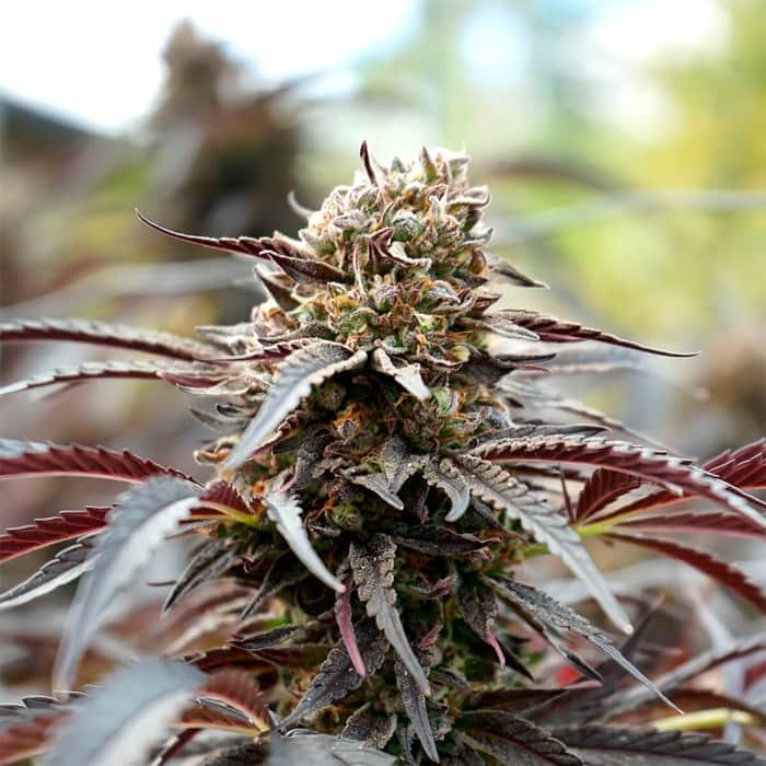 WHITE RUNTZ FAST FLOWERING (Humboldt Seeds) Semillas de marihuana.