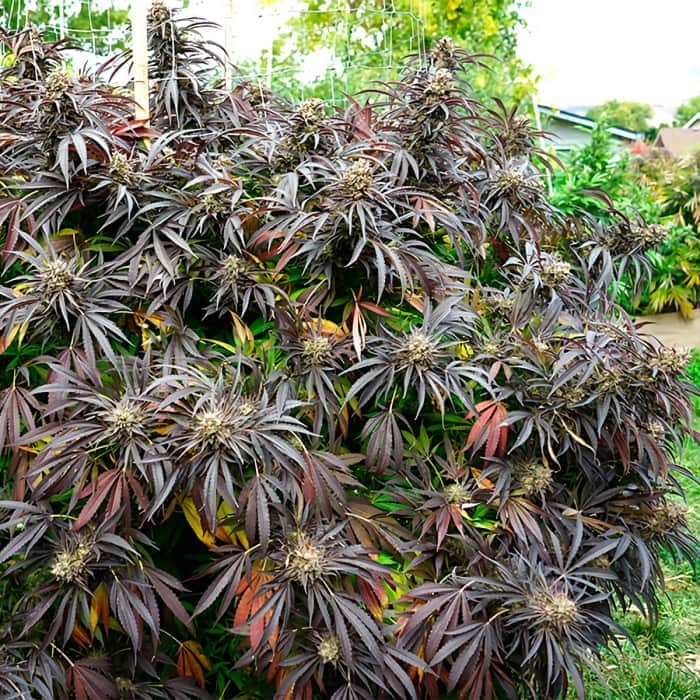 WHITE RUNTZ FAST FLOWERING (Humboldt Seeds) Semillas de marihuana.