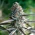 RUNTZ FAST FLOWERING (Humboldt Seeds) Semillas de marihuana.