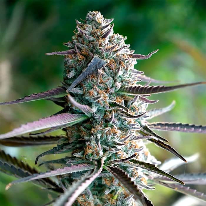 RUNTZ FAST FLOWERING (Humboldt Seeds) Semillas de marihuana.