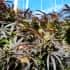 RUNTZ FAST FLOWERING (Humboldt Seeds) Semillas de marihuana.