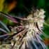 PEANUT BUTTER BREATH FAST FLOWERING (Humboldt Seeds) Semillas de marihuana.