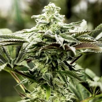 LEMON CITRON (Humboldt Seeds) Semillas de marihuana.