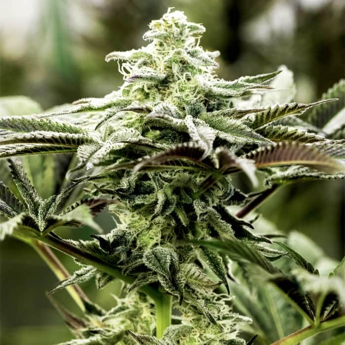 LEMON CITRON (Humboldt Seeds) Semillas de marihuana.