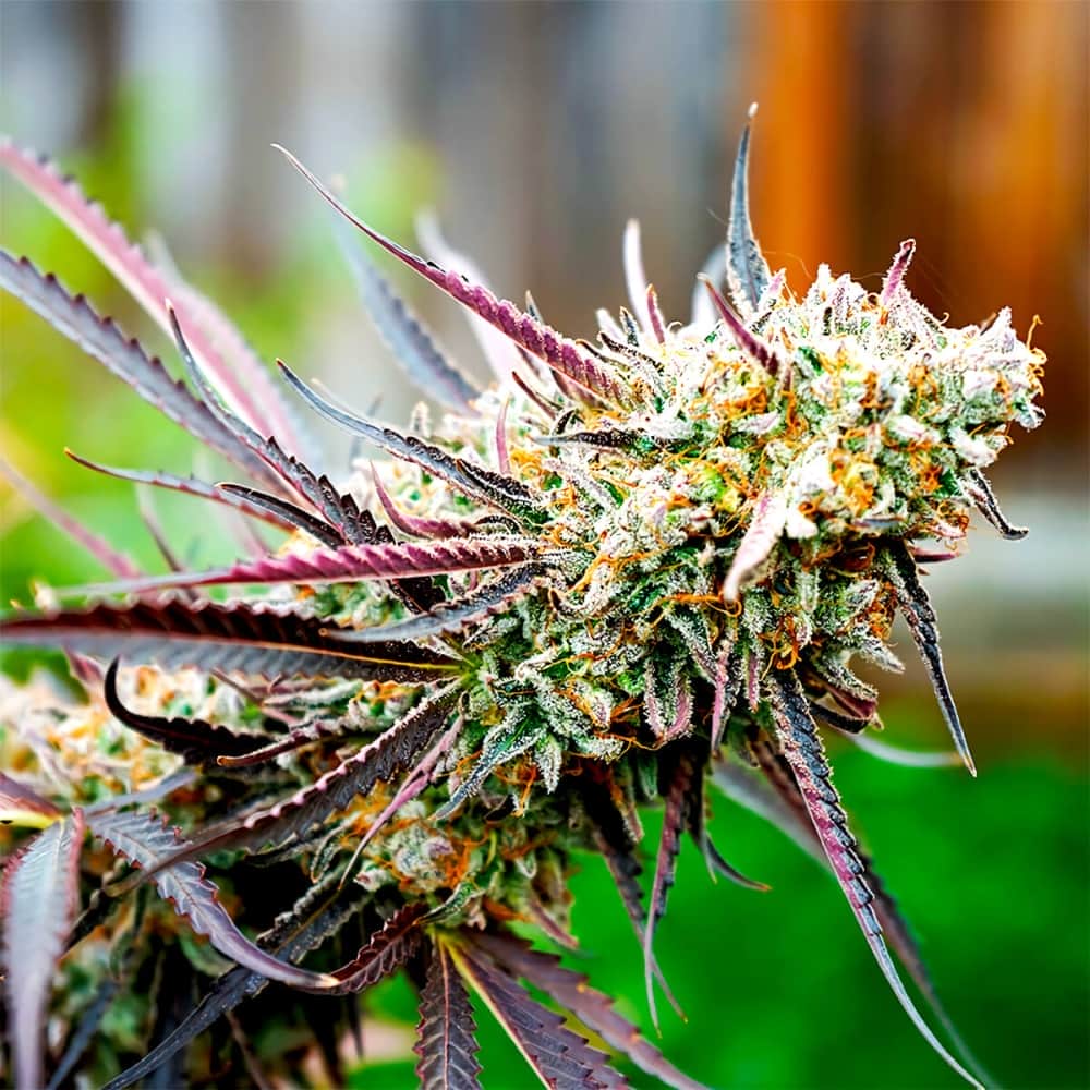 ICE CREAM CAKE FAST FLOWERING (Humboldt Seeds) Semillas de marihuana feminizadas