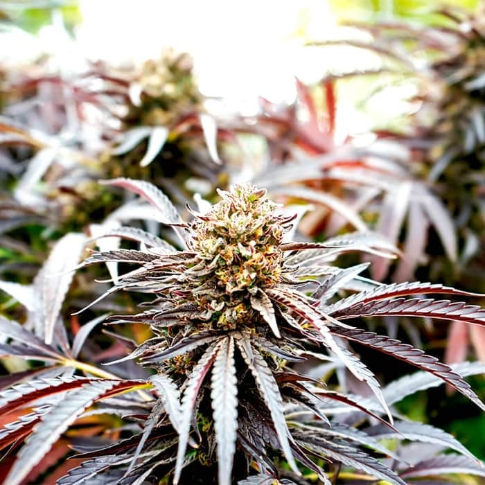 GHOST OF NYC (Humboldt Seeds) Semillas de marihuana.