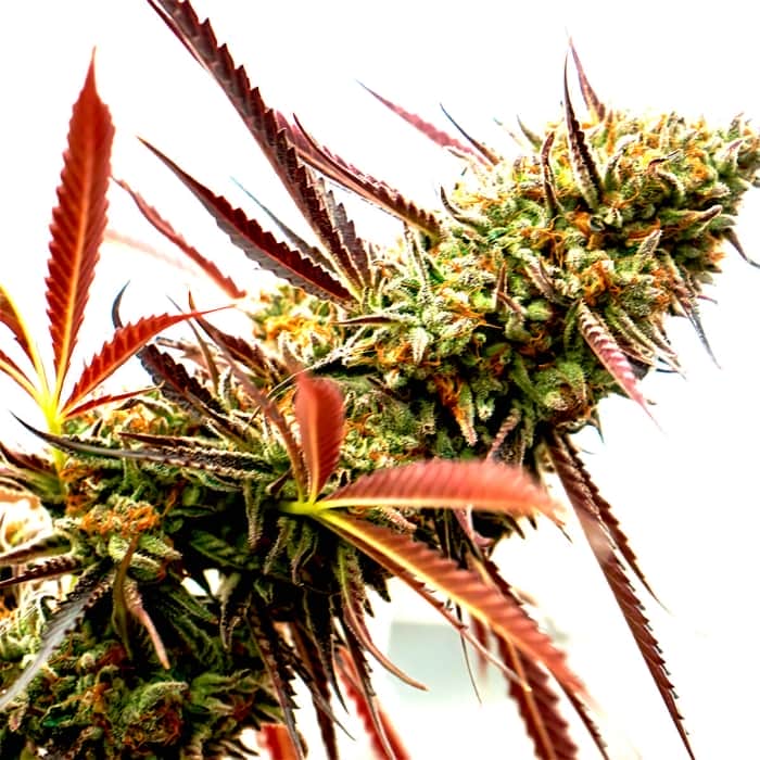GHOST OF NYC (Humboldt Seeds) Semillas de marihuana.