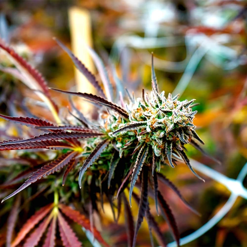 FLORIDA GASPACK (Humboldt Seeds) Semillas de marihuana.