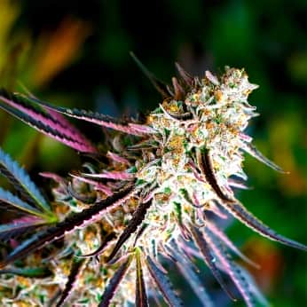 FLORIDA GASPACK (Humboldt Seeds) Semillas de marihuana.