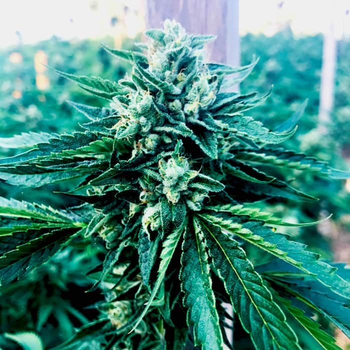 CINNAMON BUDDHA (Humboldt Seeds) Semillas de marihuana.