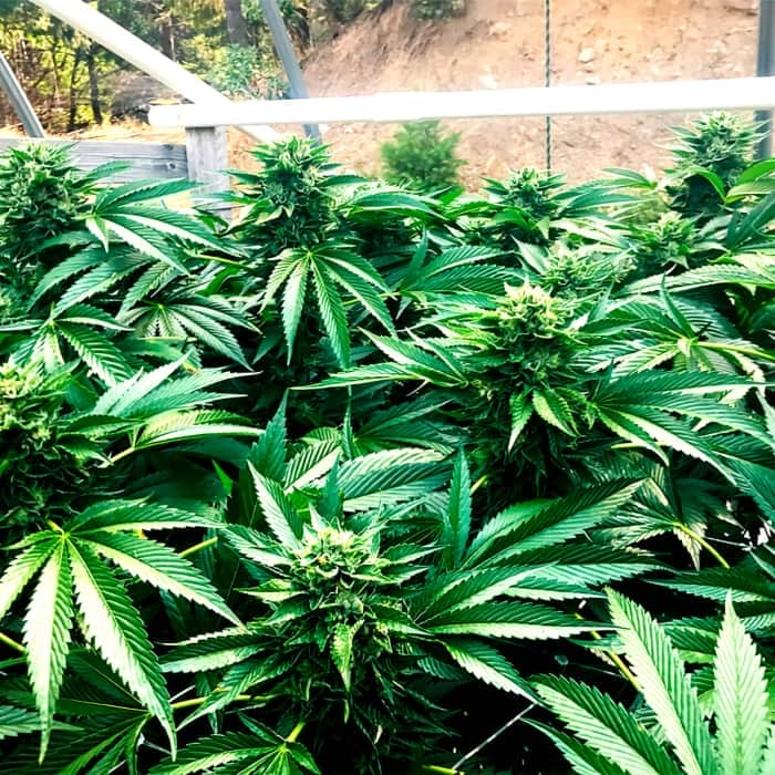 CINNAMON BUDDHA (Humboldt Seeds) Semillas de marihuana.