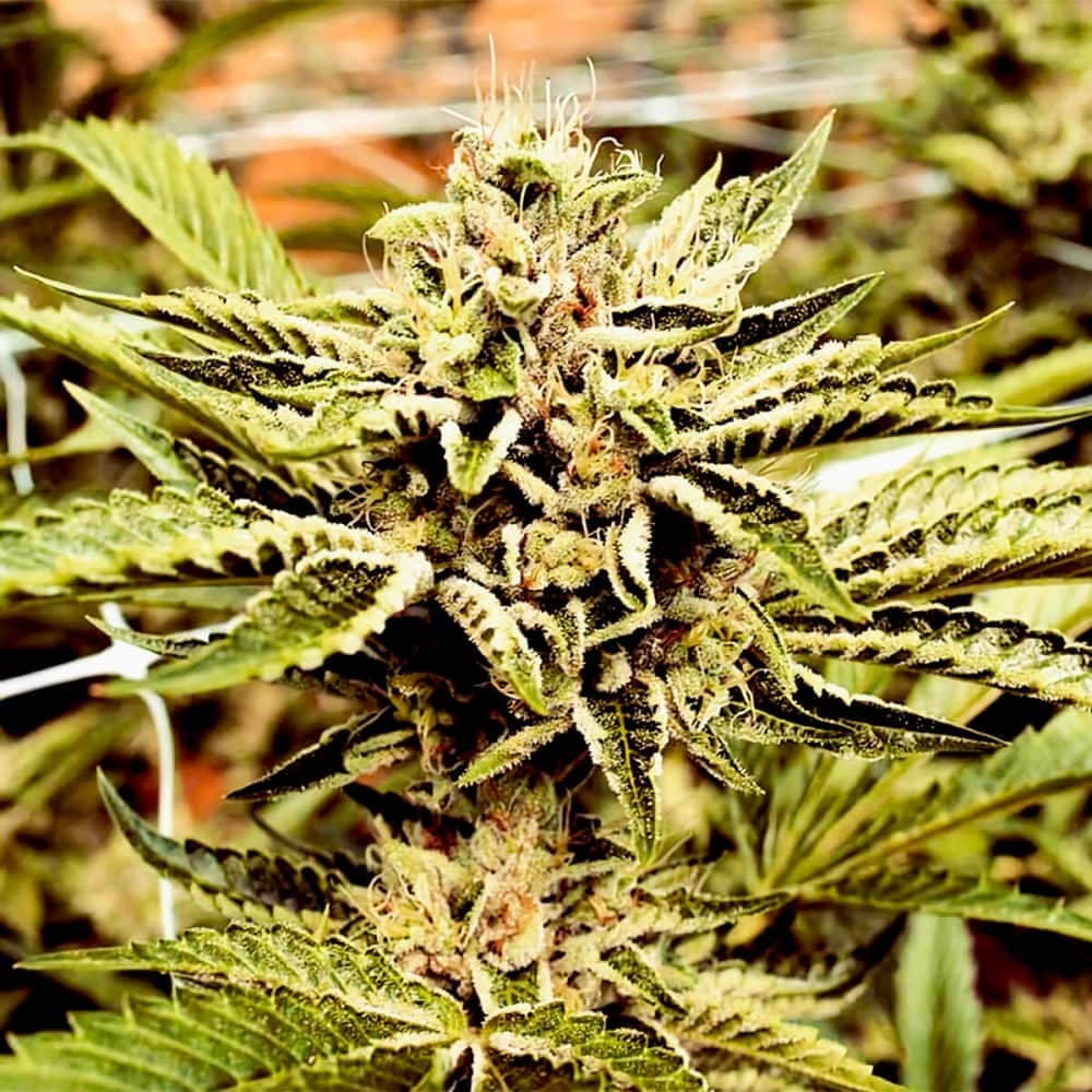 CINNAMON BUDDHA (Humboldt Seeds) Semillas de marihuana.