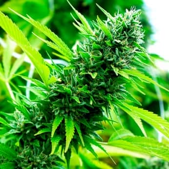 BANANA SAPPHIRE (Humboldt Seeds) Semillas de marihuana.