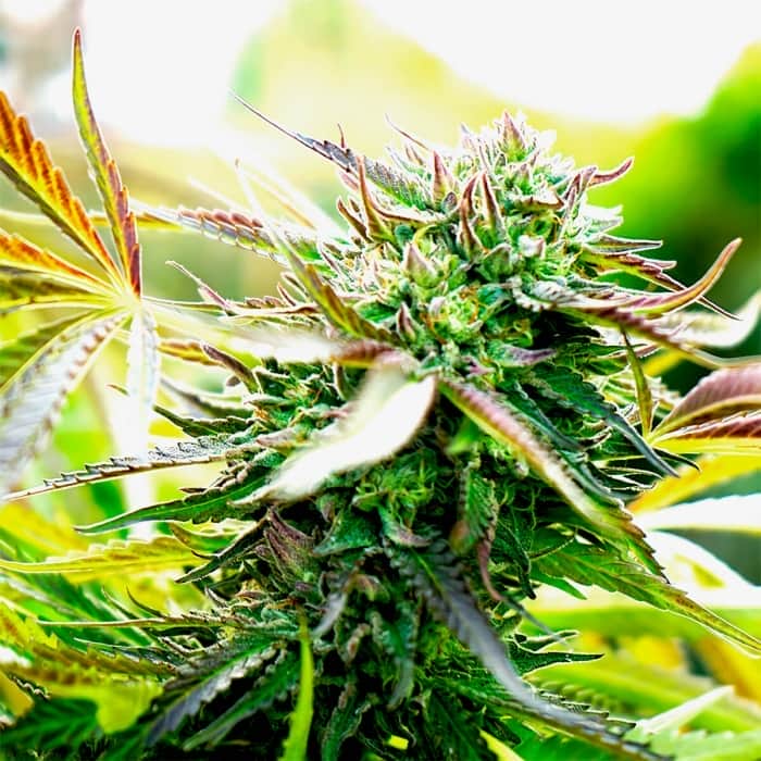 AUTO PINEAPPLE CHEM (Humboldt Seeds) Semillas de marihuana.
