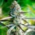 AUTO PINEAPPLE CHEM (Humboldt Seeds) Semillas de marihuana.