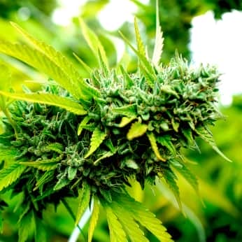 AUTO MANGO OG (Humboldt Seeds) Semillas de marihuana.