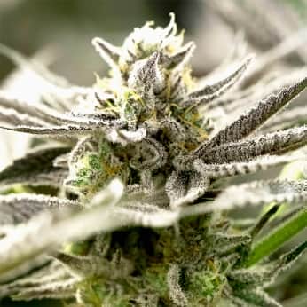 AUTO OGKZ (Humboldt Seeds) Semillas de marihuana.