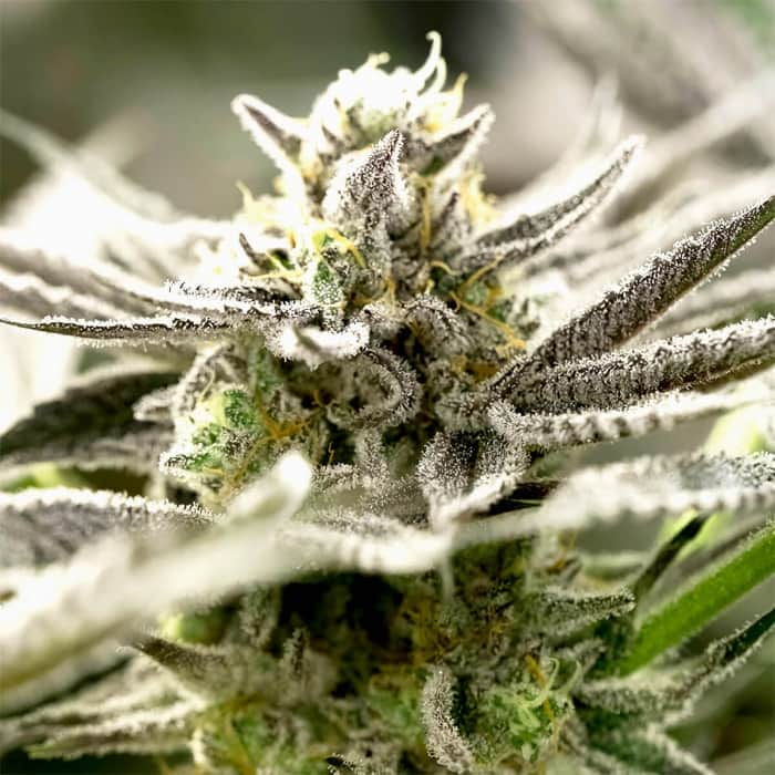 AUTO OGKZ (Humboldt Seeds) Semillas de marihuana.