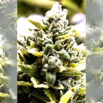AUTO OG KUSH (Humboldt Seeds) Semillas de marihuana.