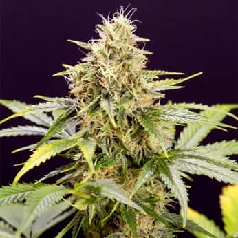 AUTO CHOCOLATE MINT OG (Humboldt Seeds) Semillas de marihuana.