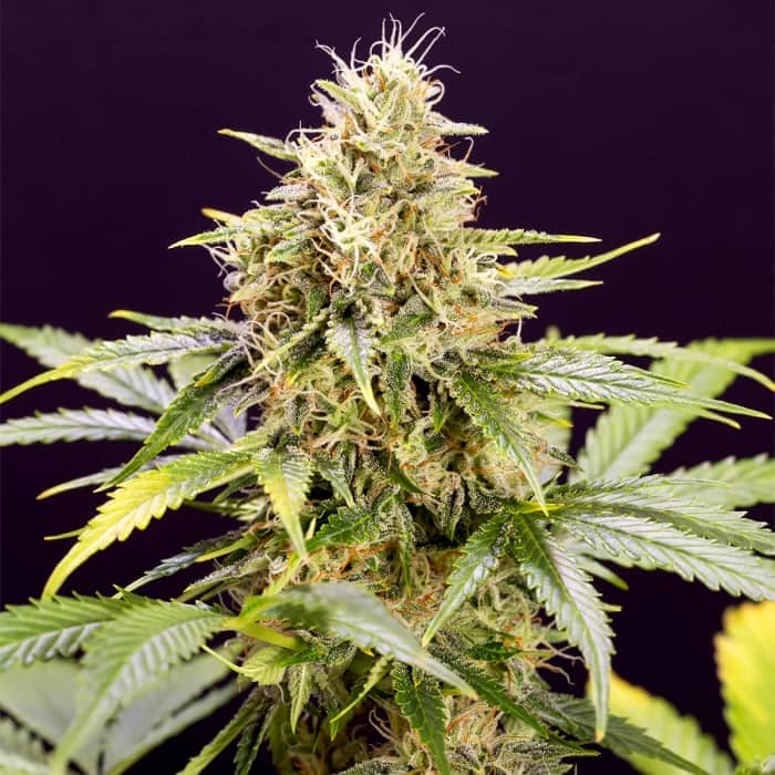 AUTO CHOCOLATE MINT OG (Humboldt Seeds) Semillas de marihuana.