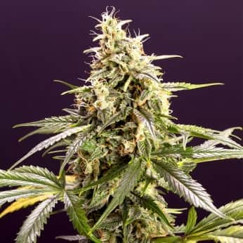 AUTO CHEM BOMB HUMBOLDT SEEDS Semillas de marihuana.