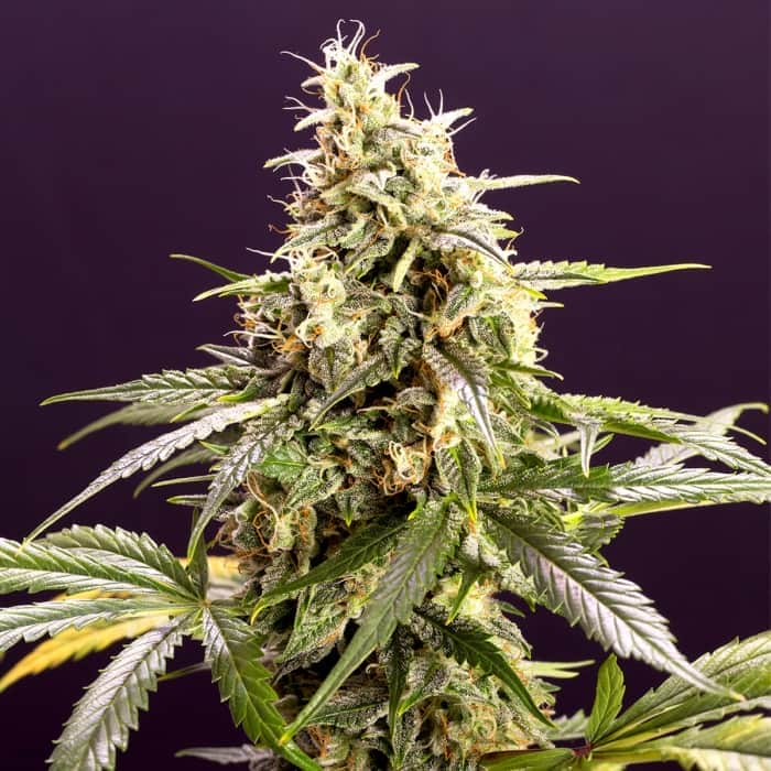 AUTO CHEM BOMB HUMBOLDT SEEDS Semillas de marihuana.