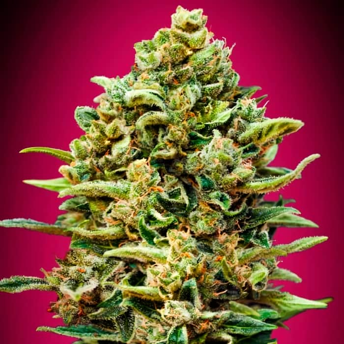 GELATO 33 FAST ADVANCED SEEDS Semillas de marihuana feminizadas.
