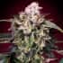 SLURRICANE (Advanced Seeds) Semillas de marihuana feminizadas.