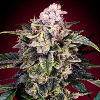 SLURRICANE (Advanced Seeds) Semillas de marihuana feminizadas.