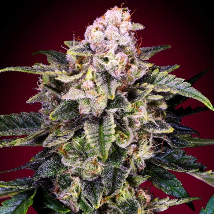 SLURRICANE (Advanced Seeds) Semillas de marihuana feminizadas.
