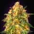 ZKITTLEZ (Advanced Seeds)