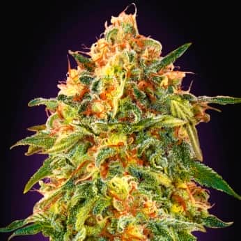 ZKITTLEZ (Advanced Seeds) Semillas de marihuana feminizadas.