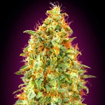 ZKITTLEZ FAST (Advanced Seeds) Semillas de marihuana feminizadas.