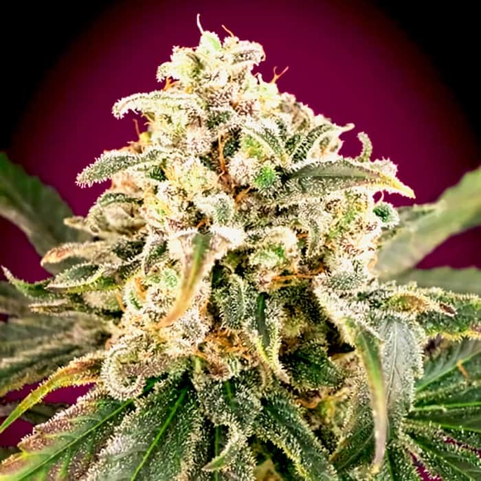AUTO AMNESIA XXL ADVANCED SEEDS Semilla de marihuana feminizada.