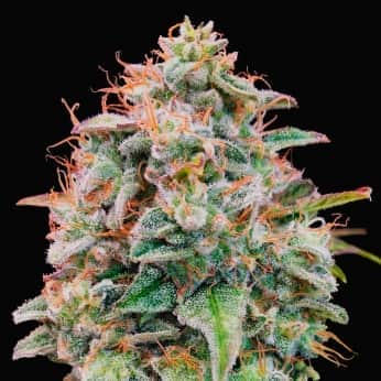 AUTO BANANA COOKIES (Advanced Seeds) Semillas de marihuana feminizadas.