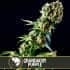 GRANDADDY PURPLE (Blimburn Seeds) Semillas de marihuana feminizadas.