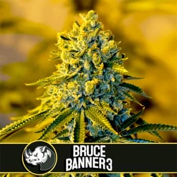 BRUCE BANNER 3 (Blimburn Seeds) Semillas de marihuana feminizadas de colección.
