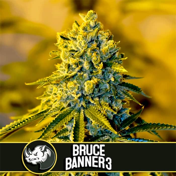 BRUCE BANNER 3 (Blimburn Seeds) Semillas de marihuana feminizadas de colección.