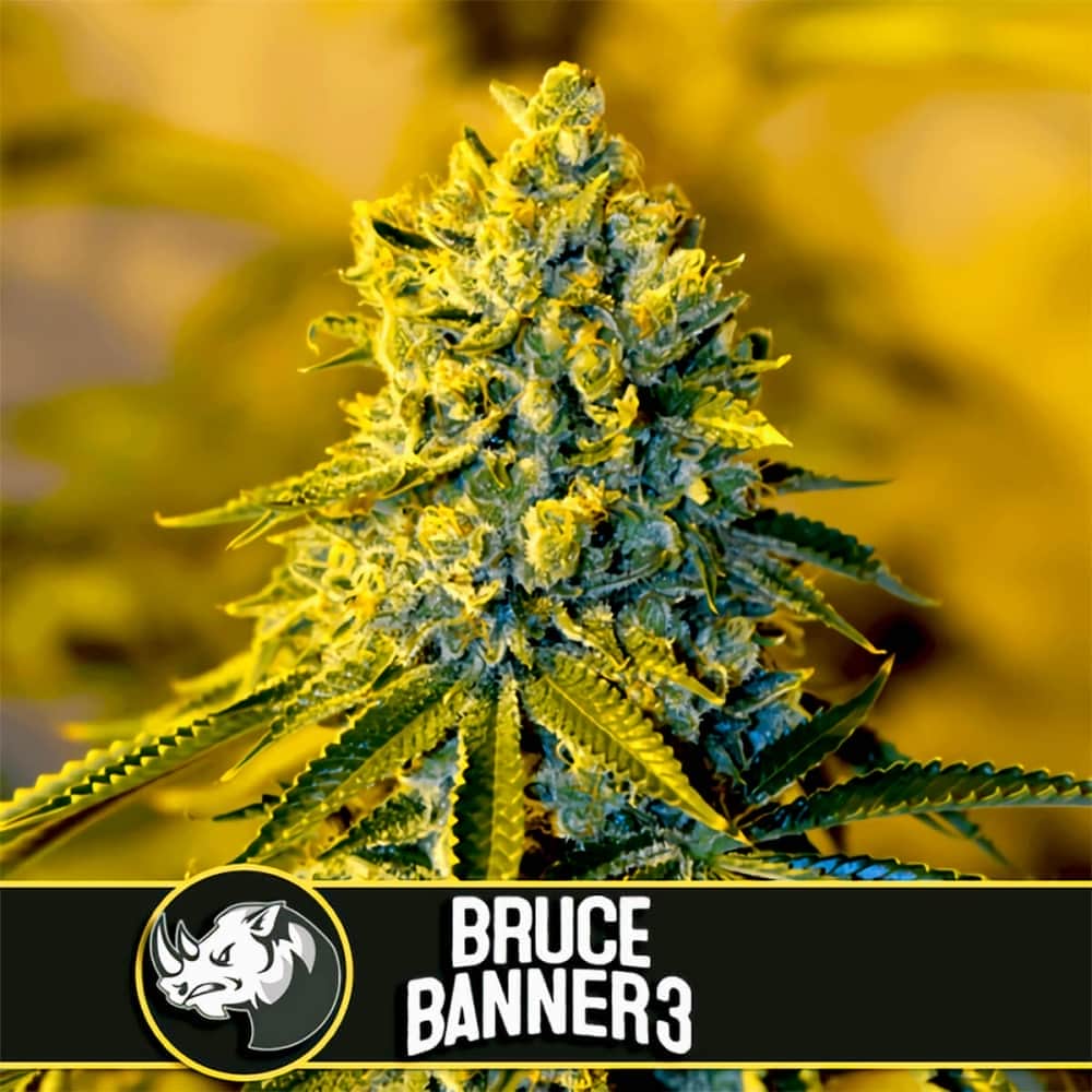 BRUCE BANNER 3 (Blimburn Seeds) Semillas de marihuana feminizadas de colección.