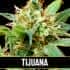 TIJUANA (Blimburn Seeds) Semillas de marihuana feminizadas de colección.