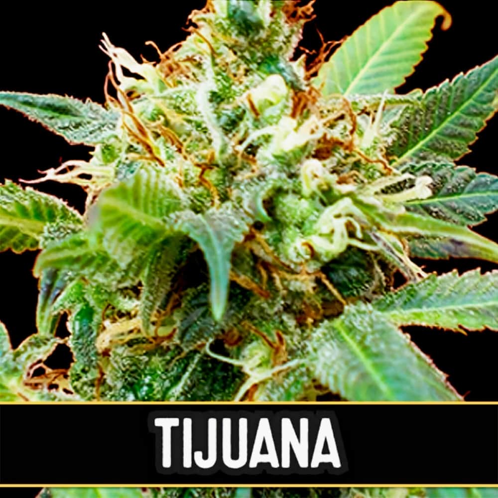 TIJUANA (Blimburn Seeds) Semillas de marihuana feminizadas de colección.