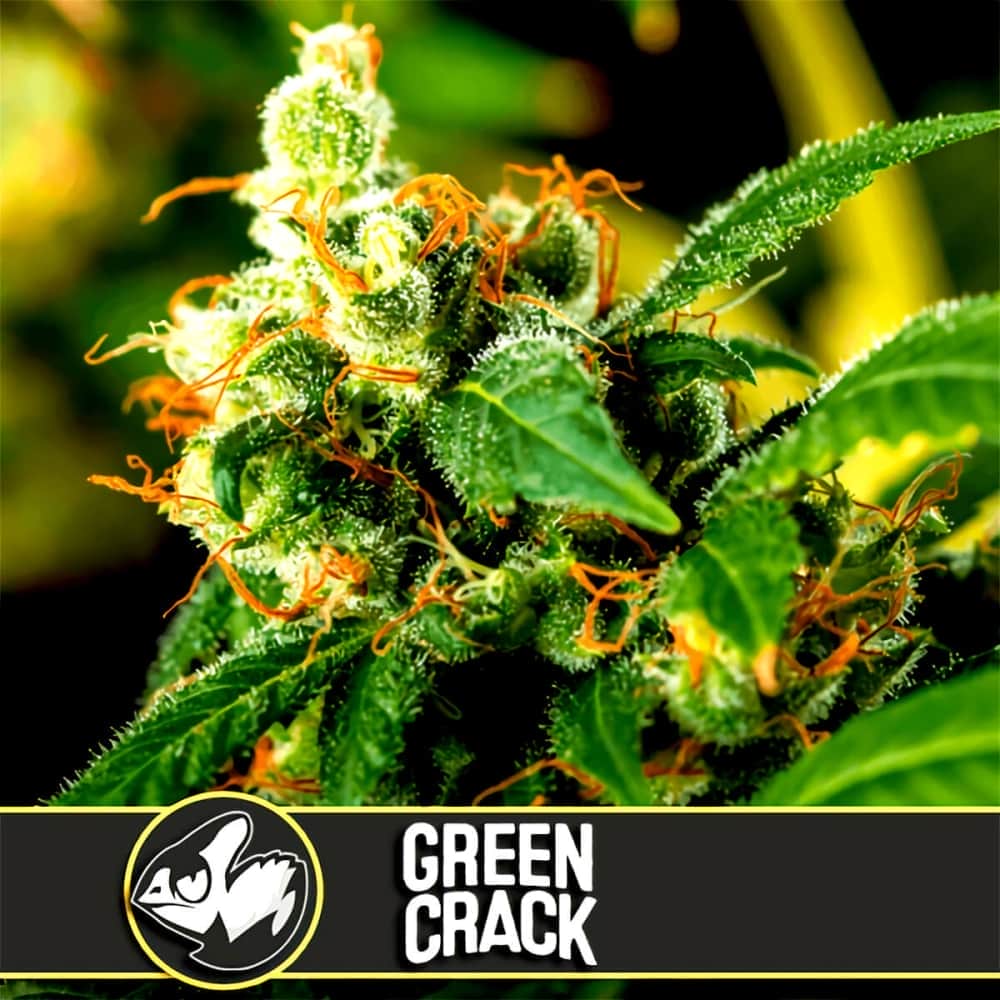 GREEN CRACK (Blimburn Seeds) Semillas de marihuana feminizadas para colección.