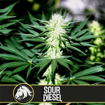 SOUR DIESEL (Blimburn Seeds) Semillas de marihuana feminizadas de colección.